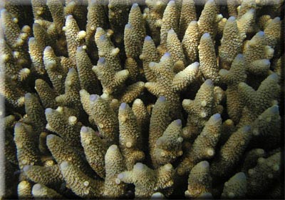Healthy Staghorn Coral